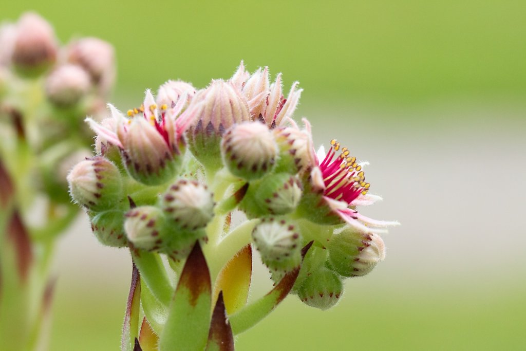 Macro